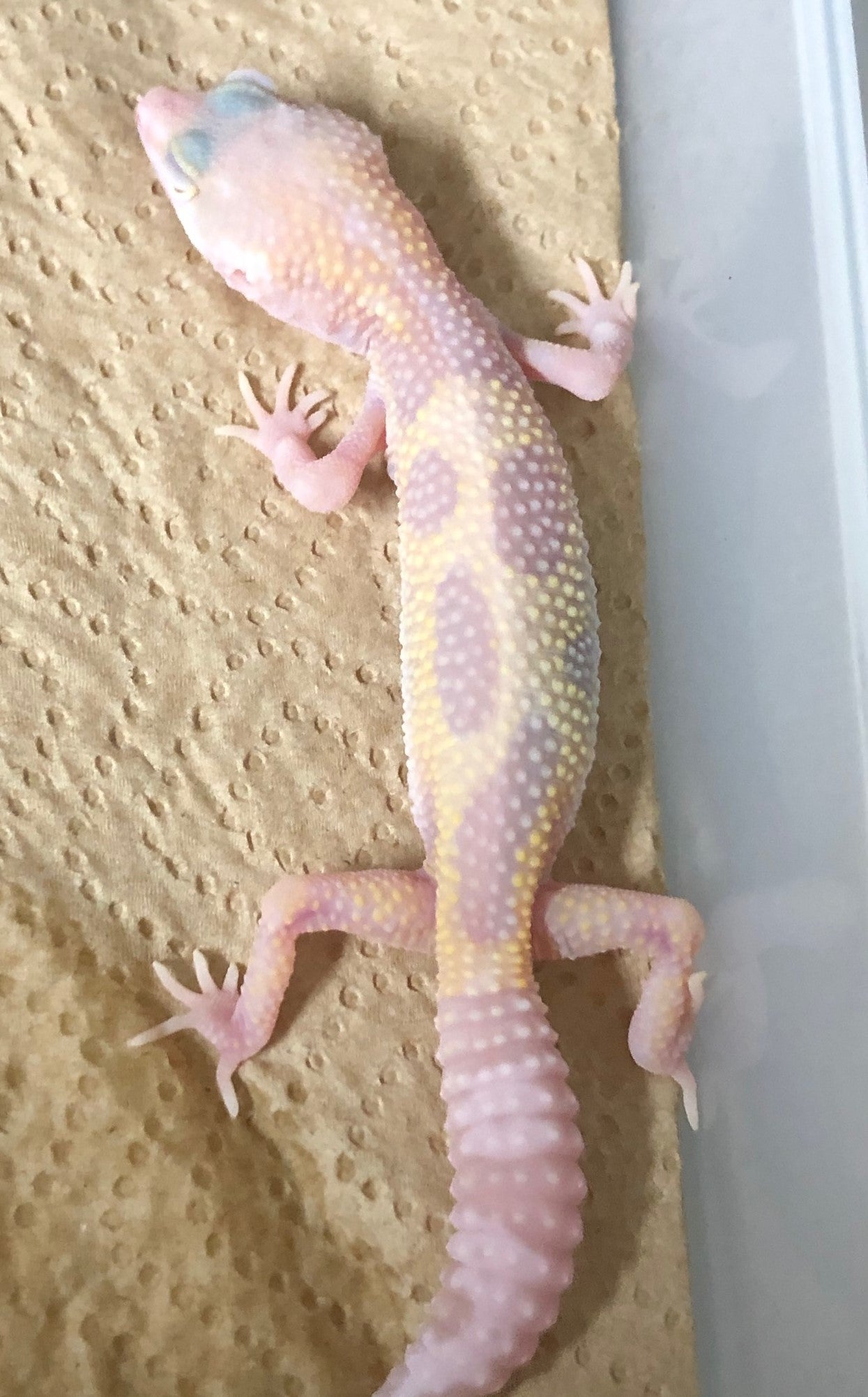 Gecko leopardo: Aptor