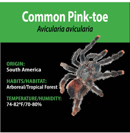 ARBOREAL GRAB N GO KIT: Avicularia avicularia (Common Pink-toe) 1.5"+