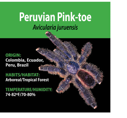 ARBOREAL GRAB N GO KIT: Avicularia juruensis (Peruvian Pink-toe) 1.5"+