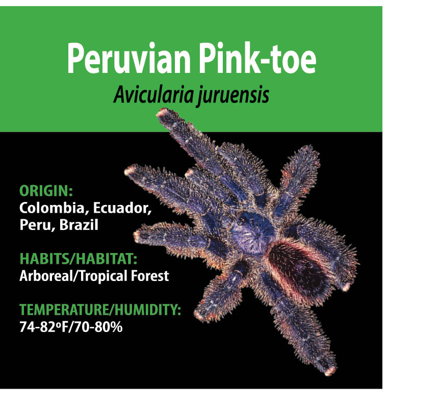 ARBOREAL GRAB N GO KIT: Avicularia juruensis (Peruvian Pink-toe) 1.5"+