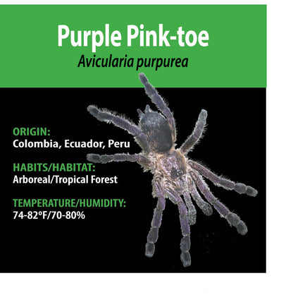 ARBOREAL GRAB N GO KIT: Avicularia purpurea (Purple Pink-toe) 1.5"+