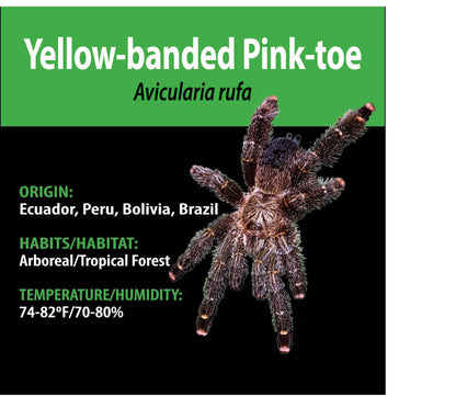 ARBOREAL GRAB N GO KIT: Avicularia rufa (Yellow-banded Pink-toe) 1.5"+