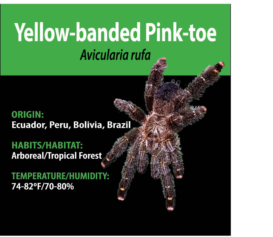 ARBOREAL GRAB N GO KIT: Avicularia rufa (Yellow-banded Pink-toe) 1.5"+