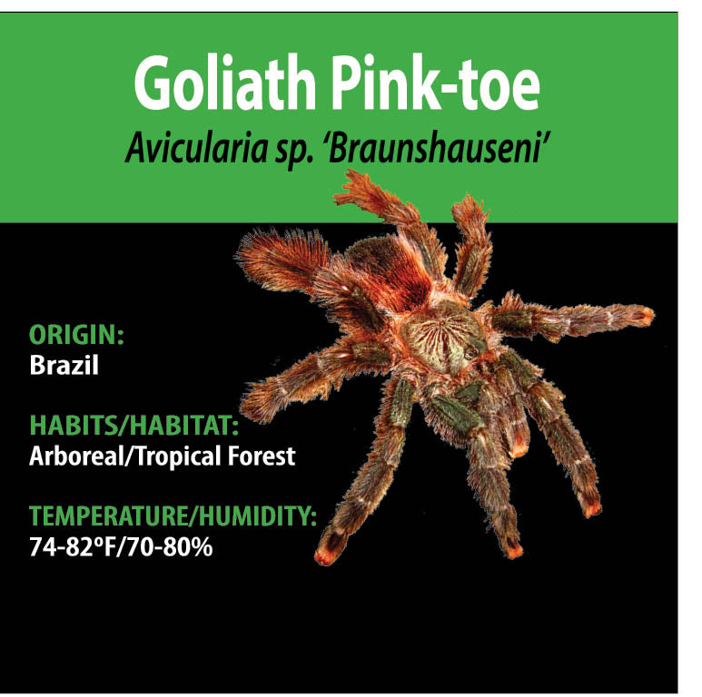 ARBOREAL GRAB N GO KIT: Avicularia sp. 'Braunshauseni' (Goliath Pink-toe) 1.5"+