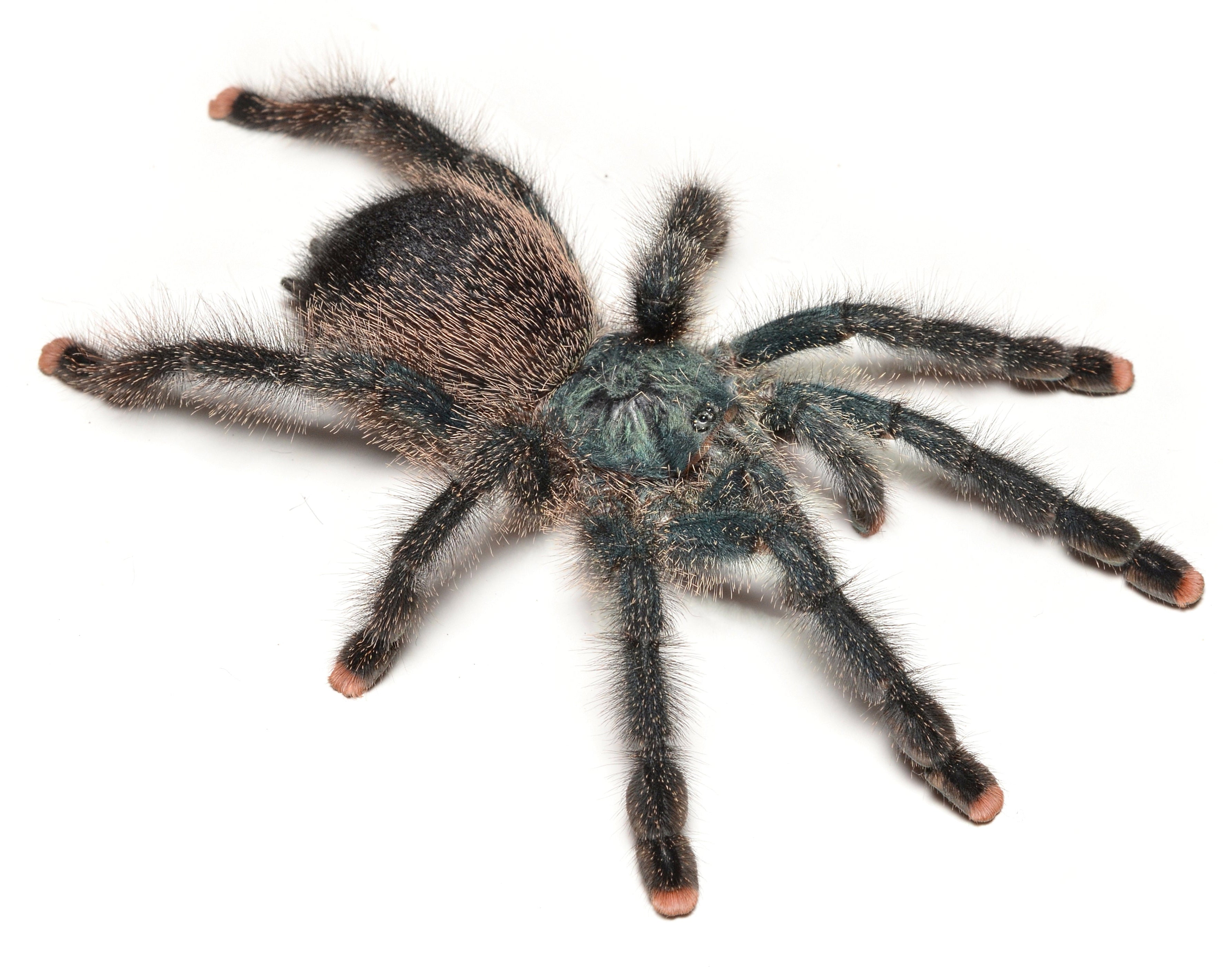 Avicularia avicularia (Common Pinktoe) .5"