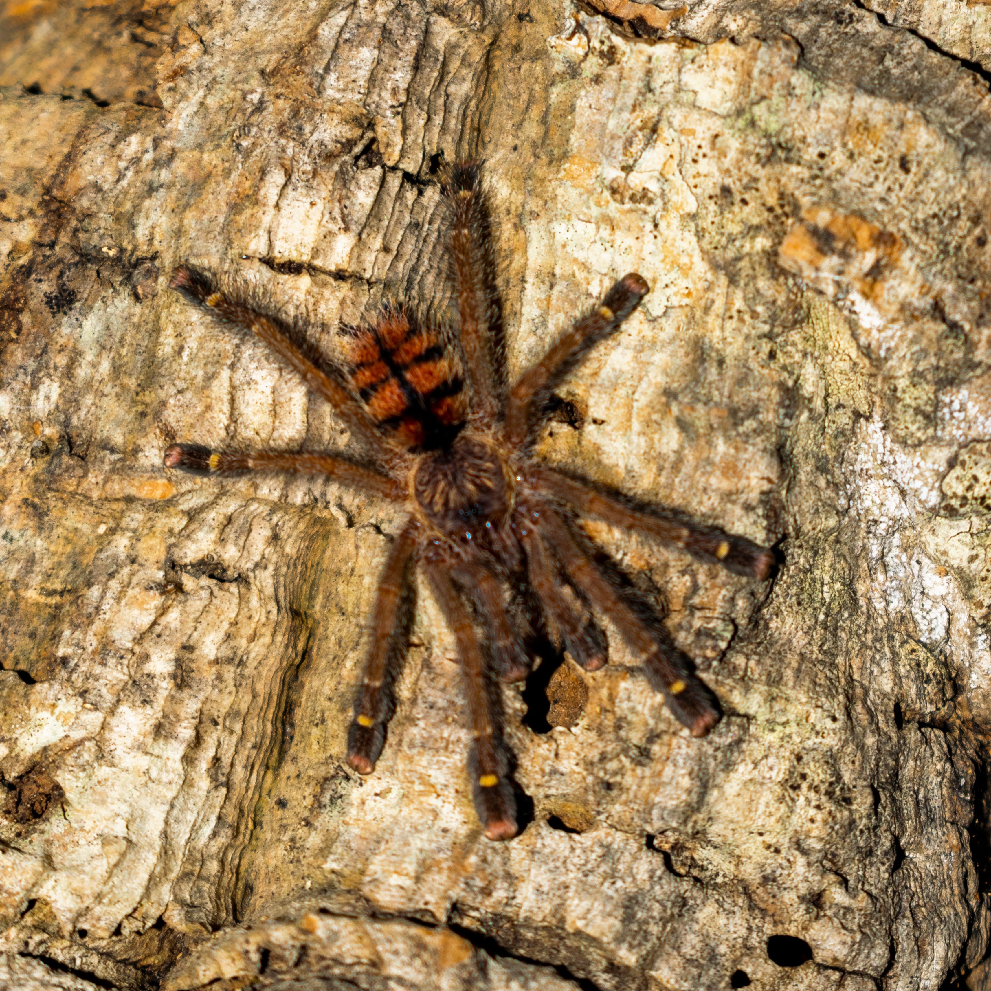 Avicularia juruensis (Peruvian Pink-toe) 2" Bulk