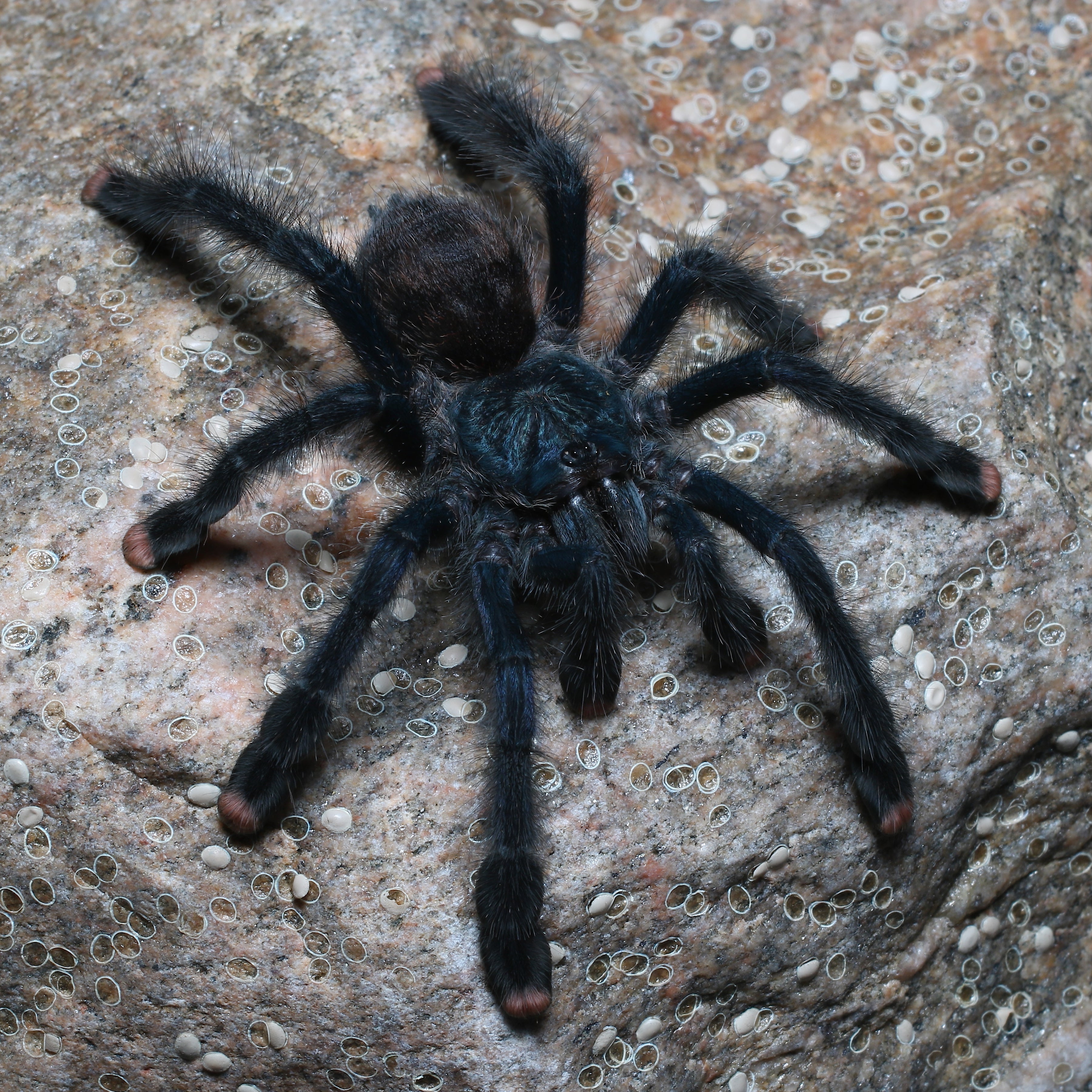 Avicularia sp. 'Metallica' (Metallic Pink-toe)