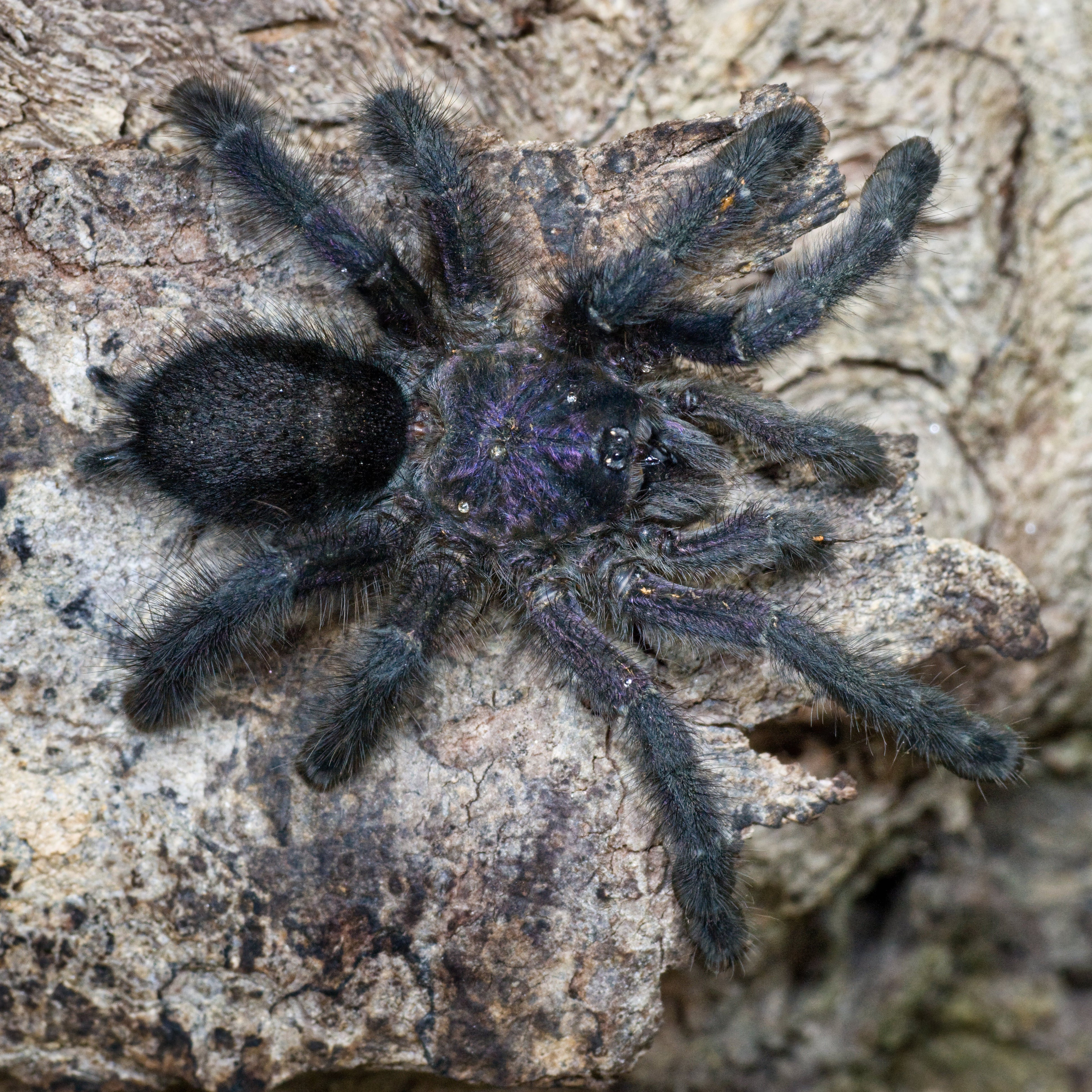 Avicularia purpurea (Purple Pink-toe) .5"