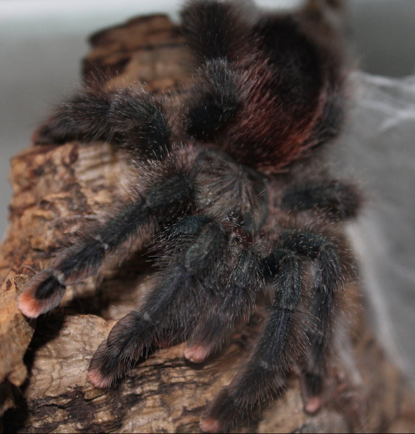 Avicularia sp. 'North Guyana Blue' (North Guyana Blue Pink-toe)