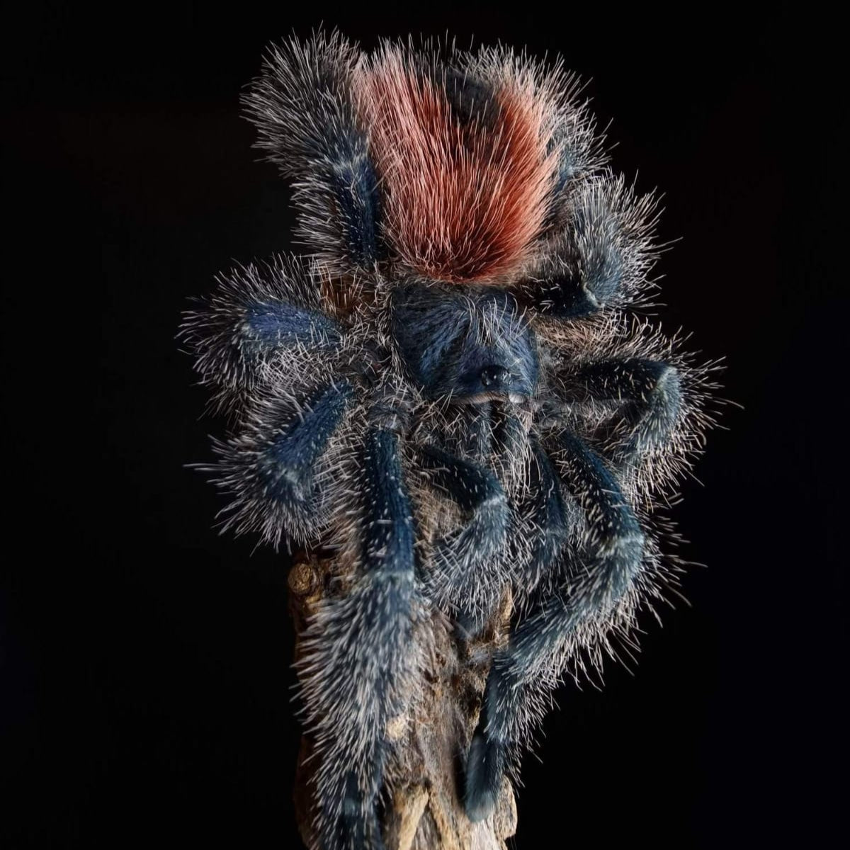 Avicularia variegata (Brick-red Pink-toe) Tarantula
