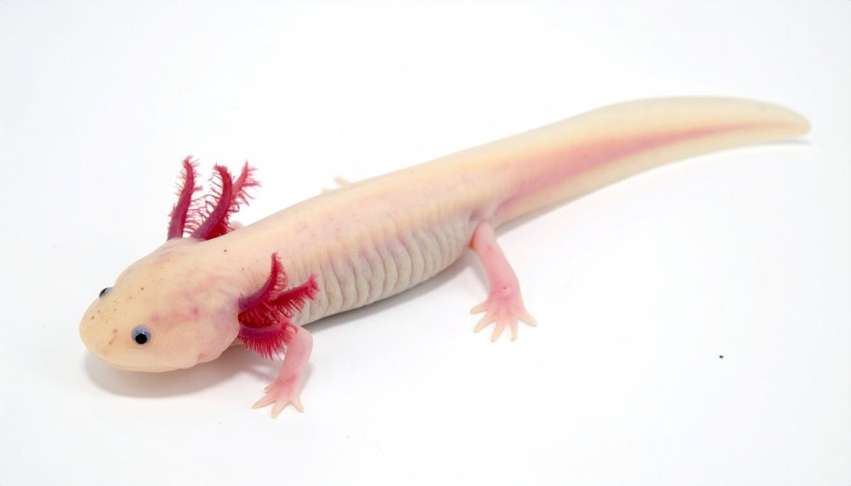 Axolotl Fancy