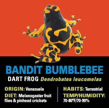 GRAB N GO KIT: Dart Frog - BANDIT BUMBLEBEE