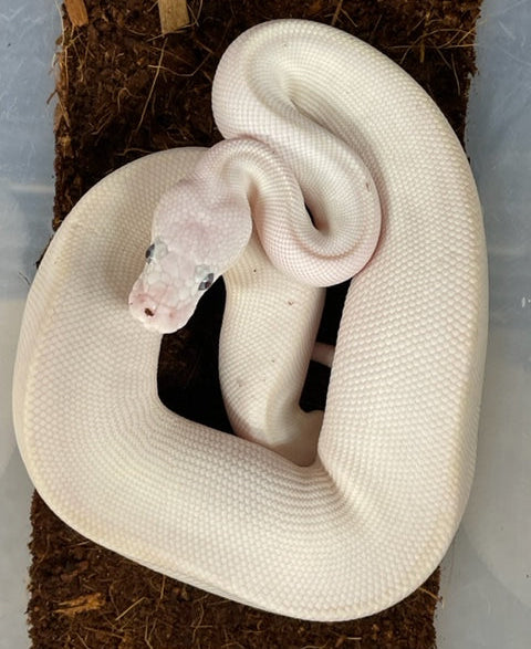 BEL Ball Python FEMALE