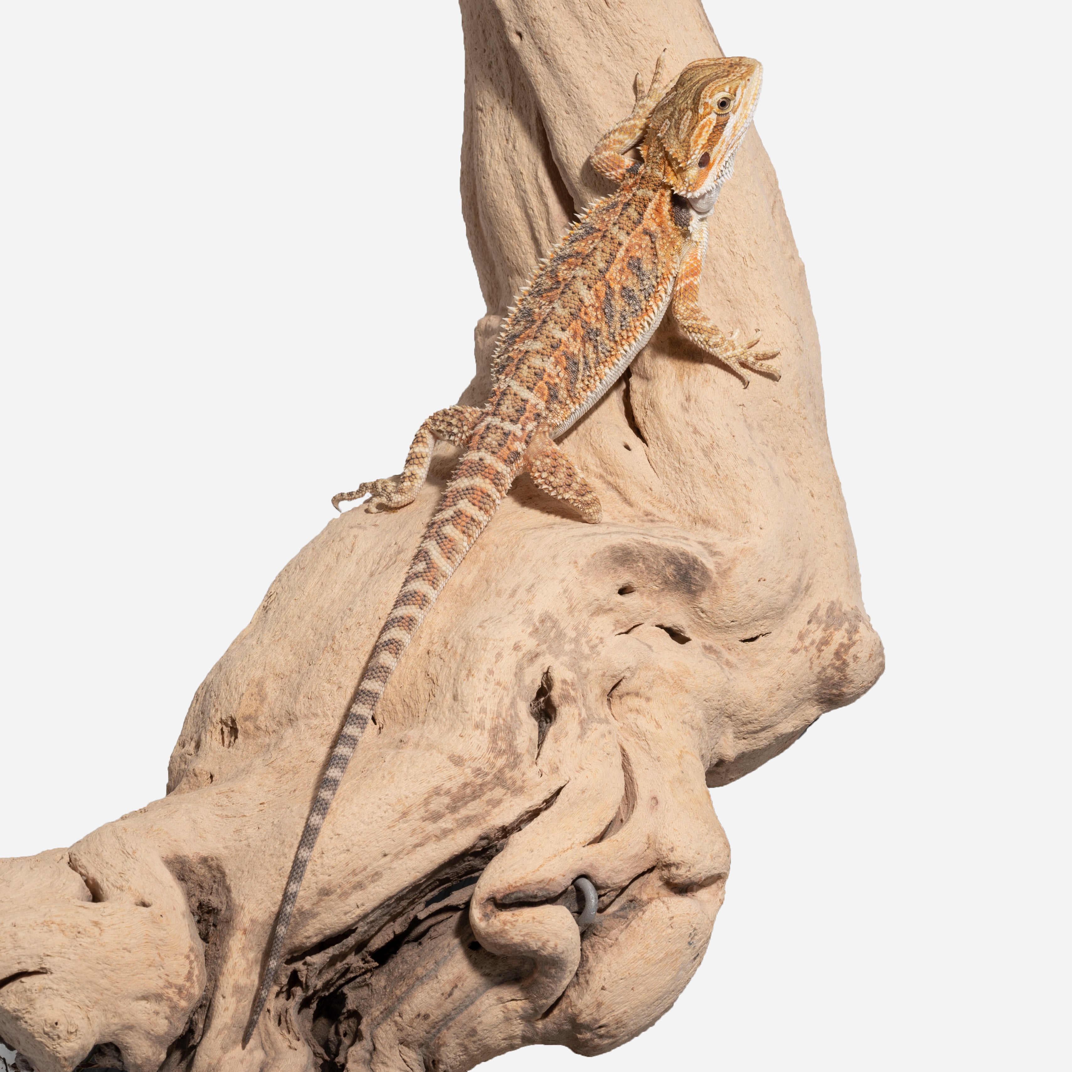 Bearded Dragon: Normal - B Grade