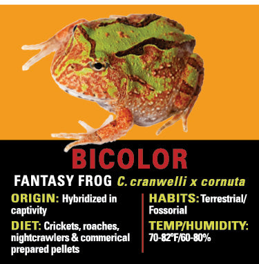 GNG Kit: Pacman Frog - Fantasy BICOLOR
