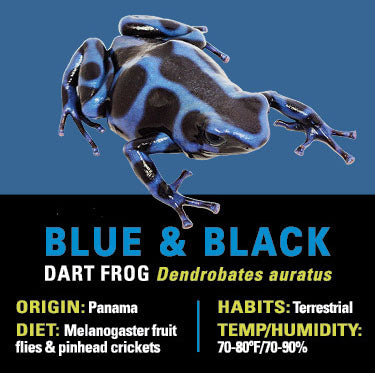 GRAB N GO KIT: Dart Frog - BLUE AND BLACK