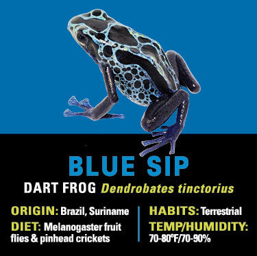 GRAB N GO KIT: Dart Frog - BLUE SIP