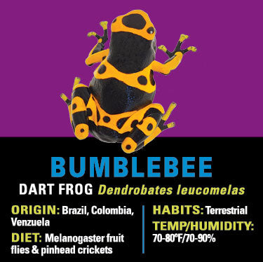GRAB N GO KIT: Dart Frog - BUMBLEBEE