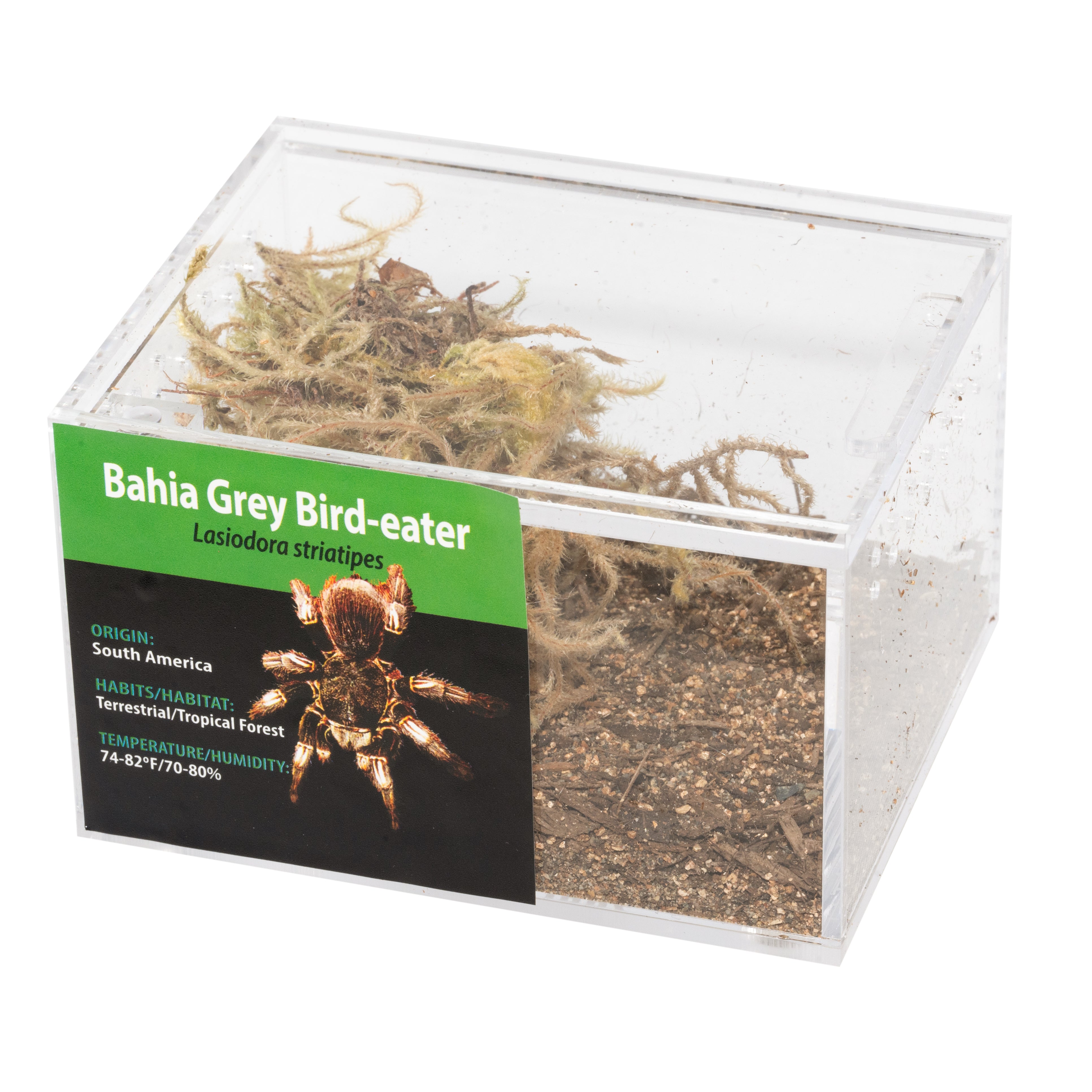 KIT PARA LLEVAR: Lasiodora striatipes (Aves gris de Bahía)