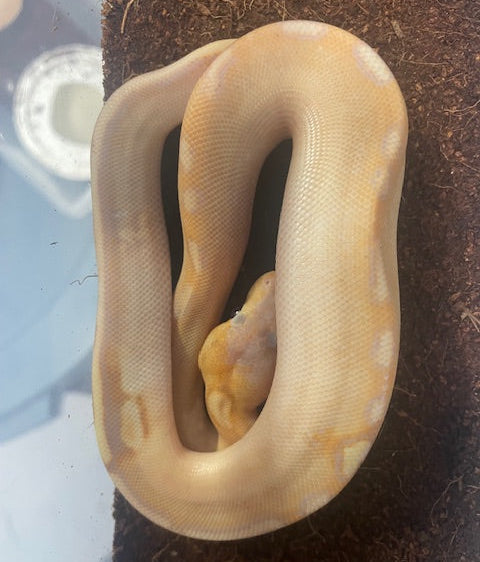 Banana Champagne Ball Python MALE