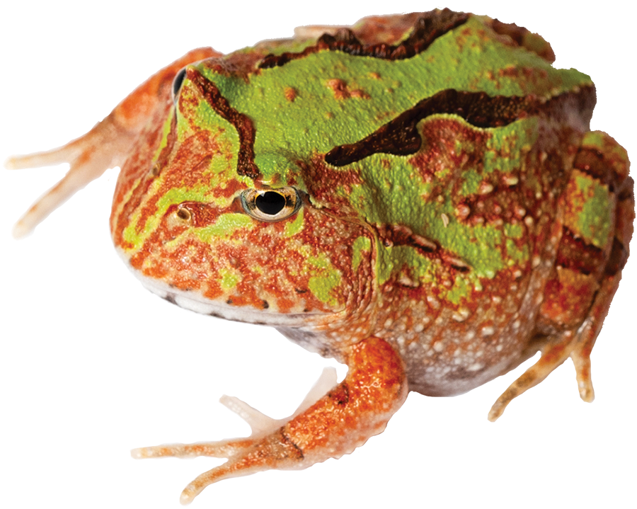 GNG Kit: Pacman Frog - Suriname Horned BI COLOR