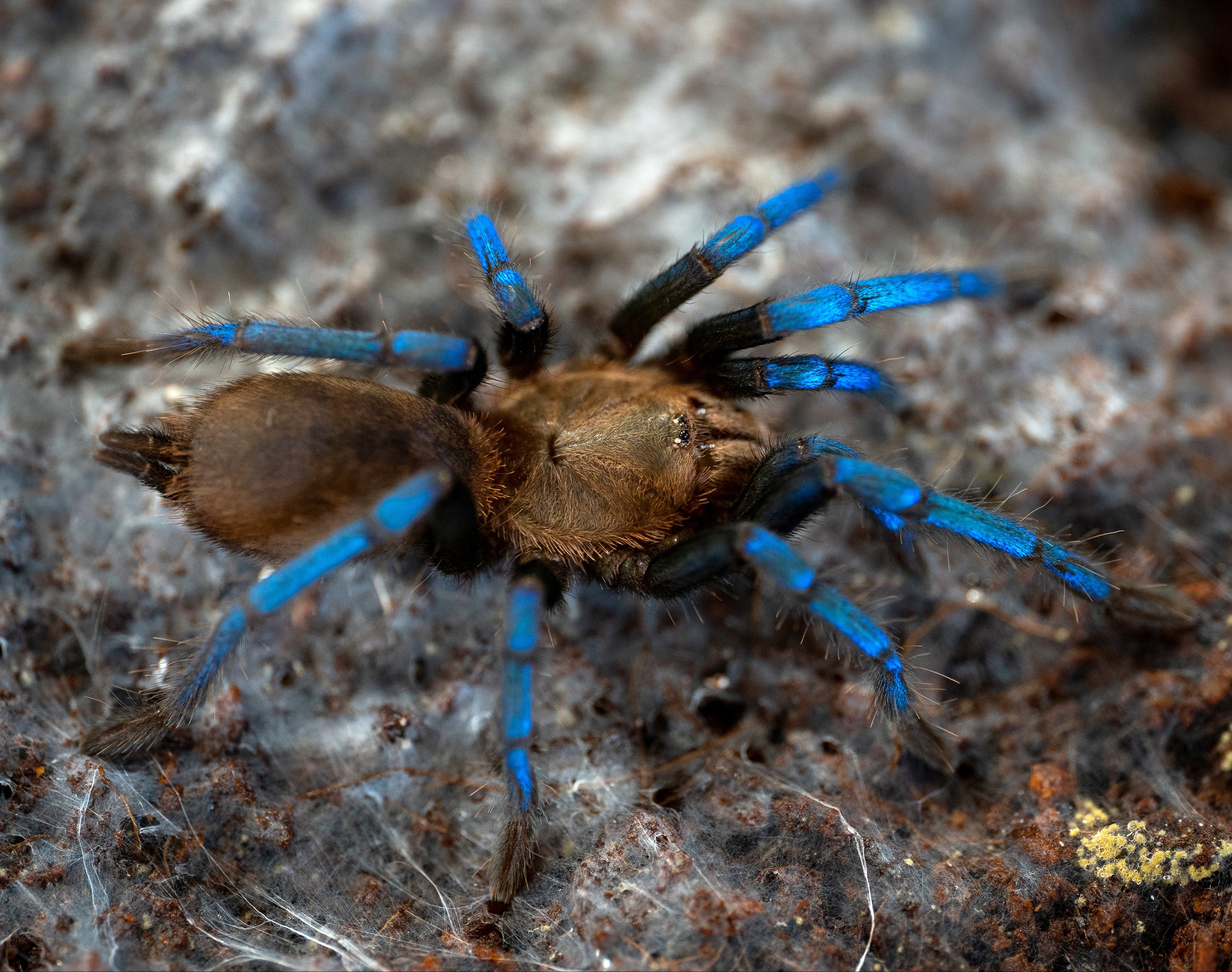 Birupes simoroxigorum (ボルネオネオンブルーレッグ) 4インチ成熟した雄