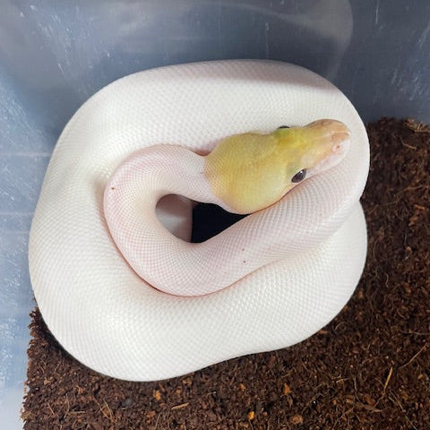 Black Pewter Coral Glow Pied Ball Python MALE