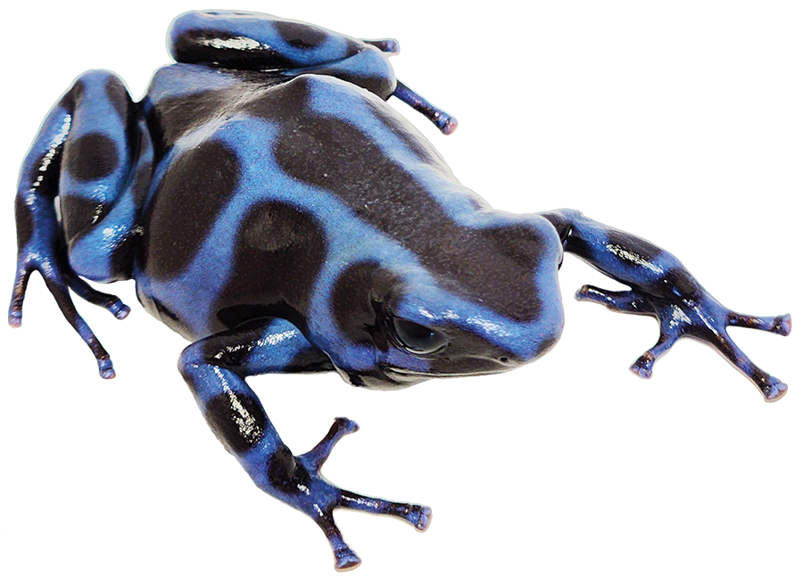 Dart Frog BLUE AND BLACK