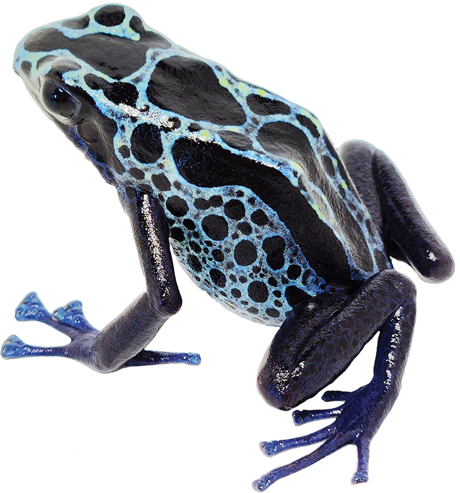 Dart Frog BLUE SIP
