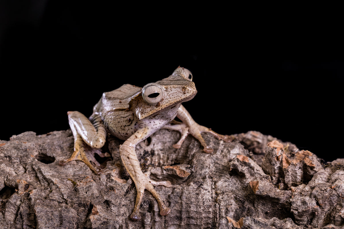 Borneo Eared Frog