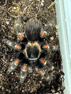 Brachypelma auratum (Brachypelma auratum) 4.5 - 5.5" HEMBRA ADULTA
