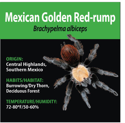 TERRESTRIAL GRAB N GO KIT: Brachypelma albiceps (Mexican Golden Red-rump) 1.5"+