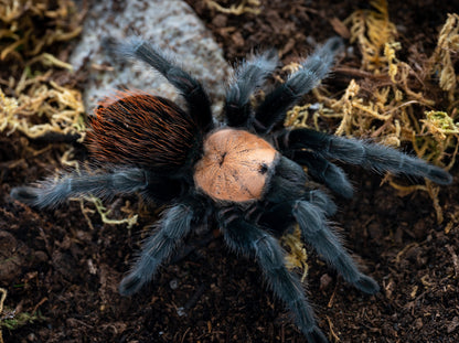 TERRESTRIAL GRAB N GO KIT: Brachypelma albiceps (Mexican Golden Red-rump) 1.5"+
