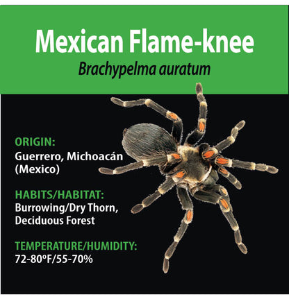 TERRESTRIAL GRAB N GO KIT: Brachypelma auratum (Mexican Flame-knee) 1.5"+