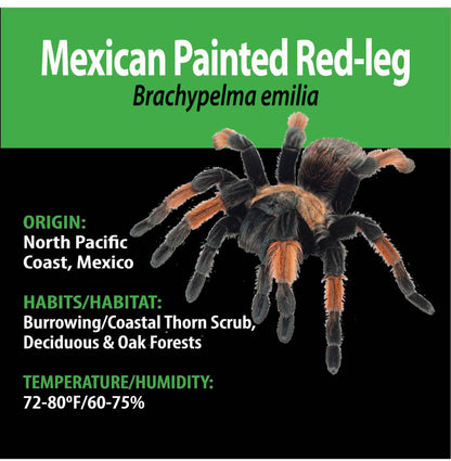 TERRESTRIAL GRAB N GO KIT: Brachypelma emilia (Mexican Painted Red-leg) 1.5"+