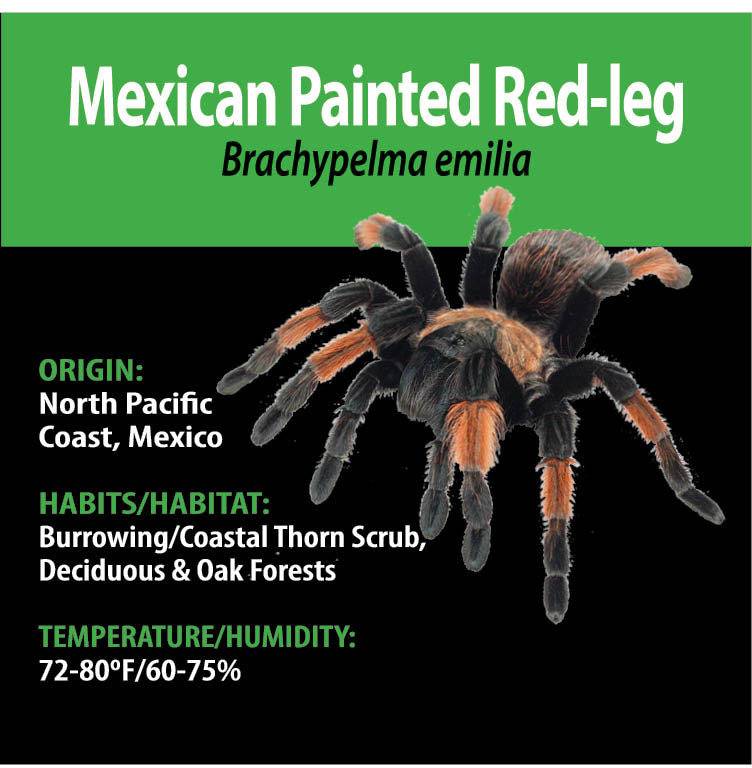 TERRESTRIAL GRAB N GO KIT: Brachypelma emilia (Mexican Painted Red-leg) 1.5"+