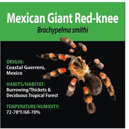 TERRESTRIAL GRAB N GO KIT: Brachypelma smithi (Mexican Giant Red-knee) 1.5"+