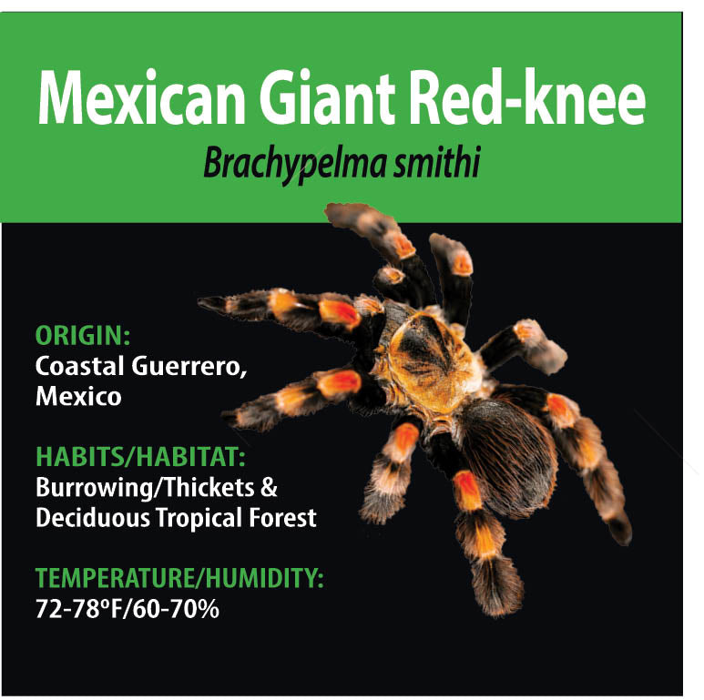 TERRESTRIAL GRAB N GO KIT: Brachypelma smithi (Mexican Giant Red-knee) 1.5"+