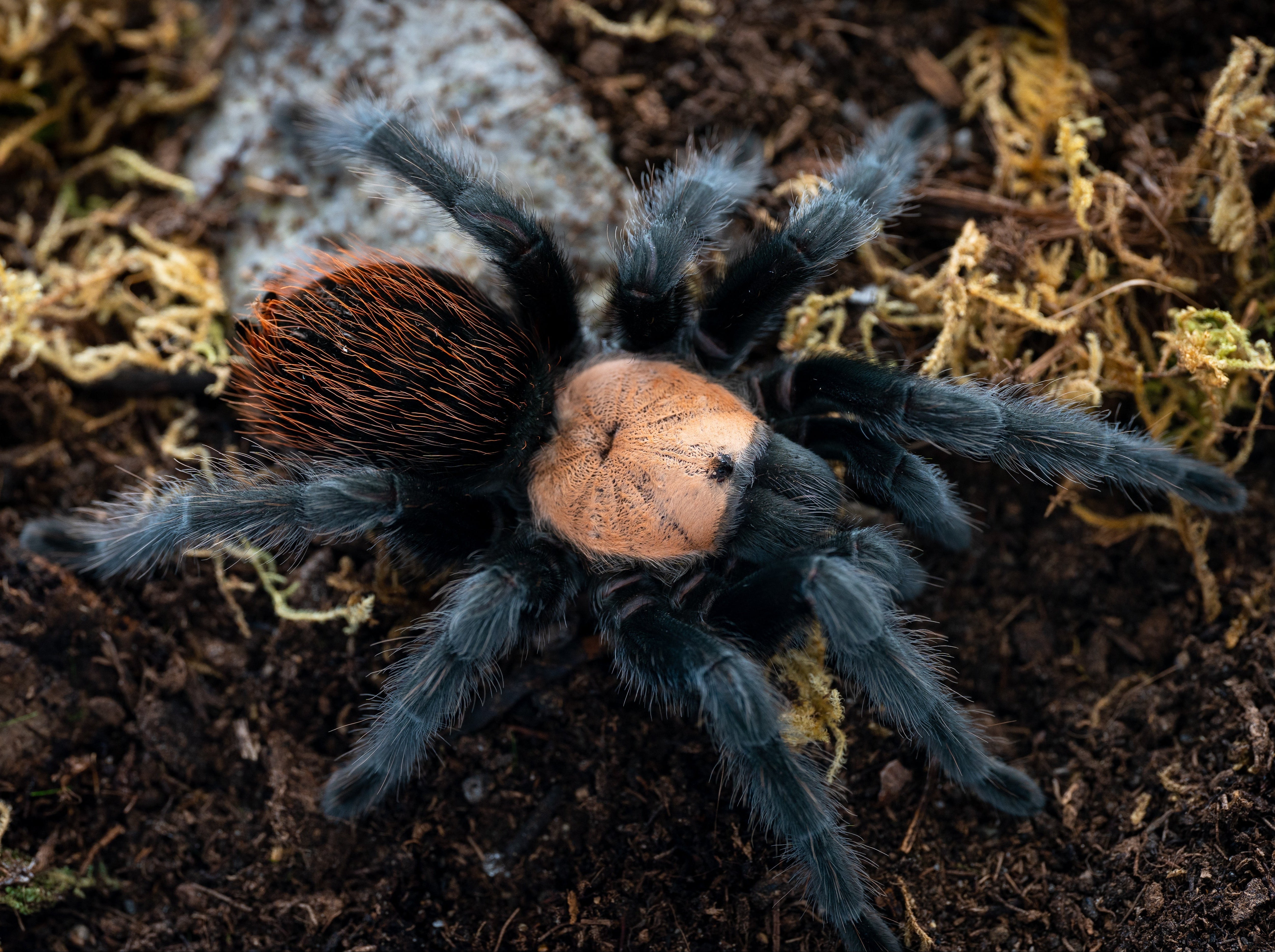 Brachypelma albiceps (Mexican Golden Red-rump) 4" SUB ADULT PAIR