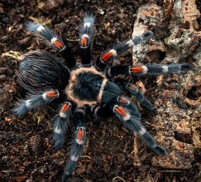 TERRESTRIAL GRAB N GO KIT: Brachypelma auratum (Mexican Flame-knee) 1.5"+