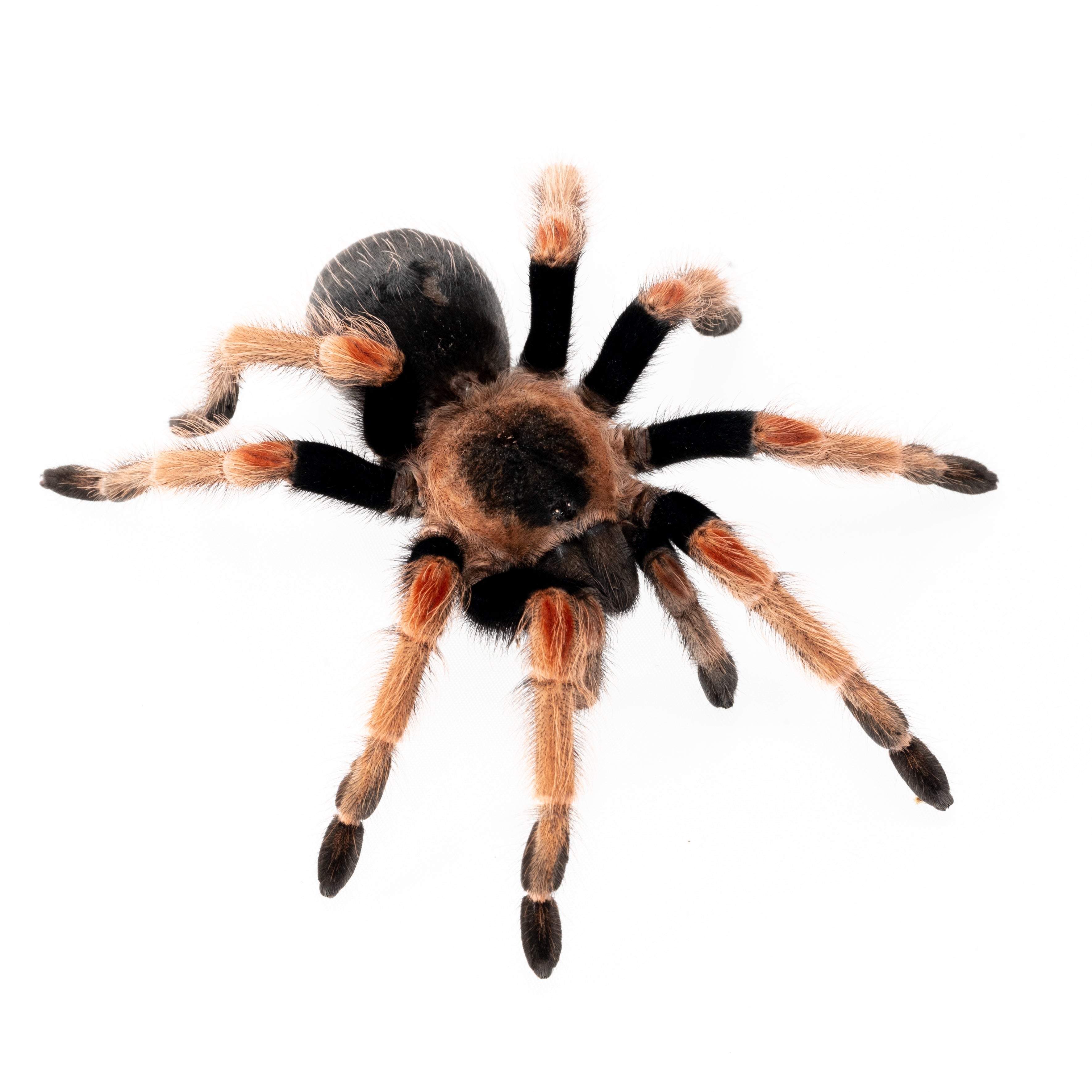 Brachypelma baumgarteni (Mexican Orange Beauty) Tarantula