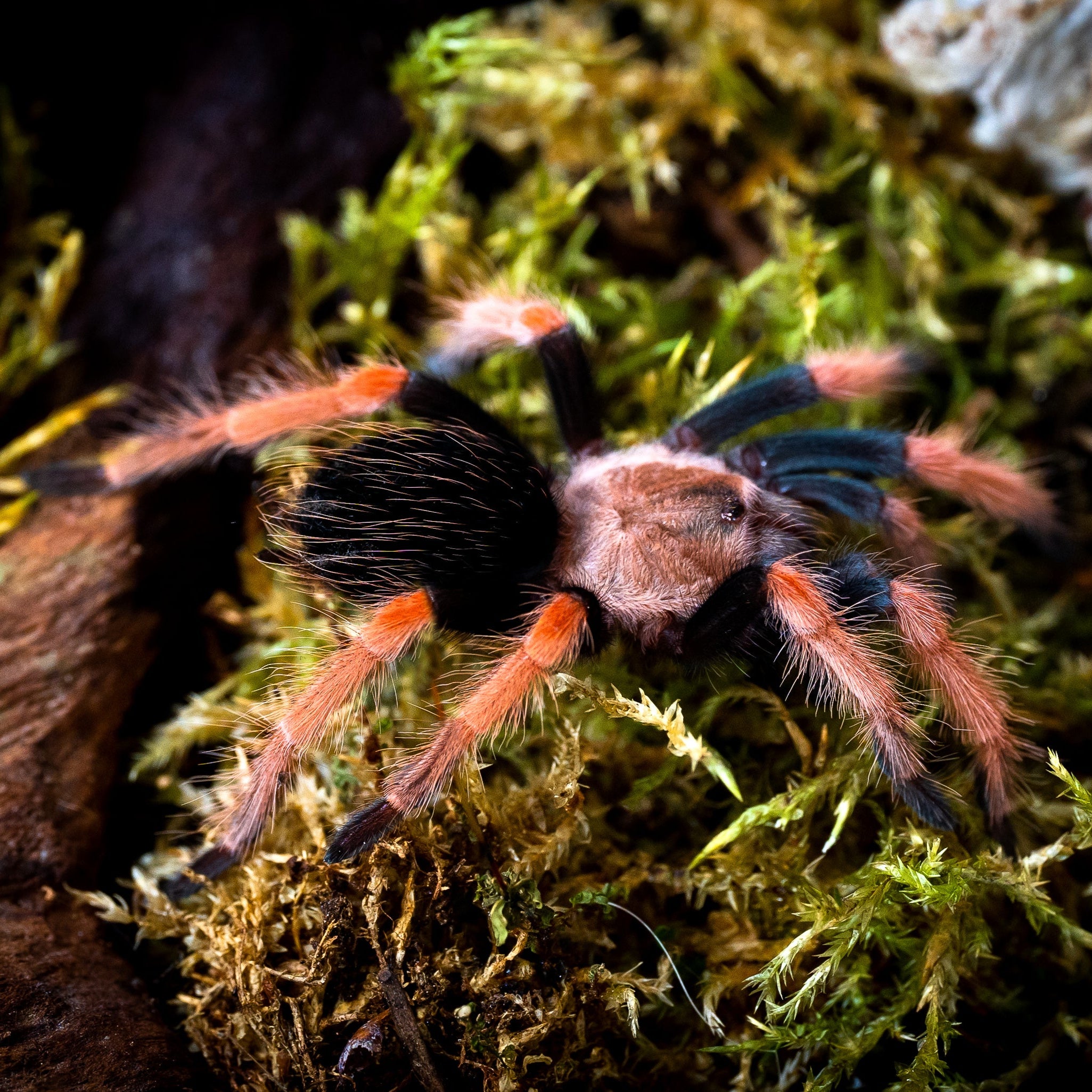 Brachypelma boehmei (Mexican Fire-leg) 1" Bulk