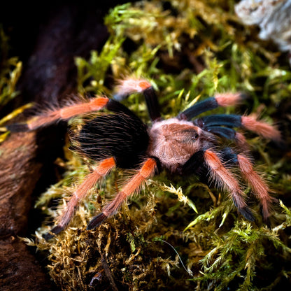 TERRESTRIAL GRAB N GO KIT: Brachypelma boehmei (Mexican Fire-leg) 1.5"+