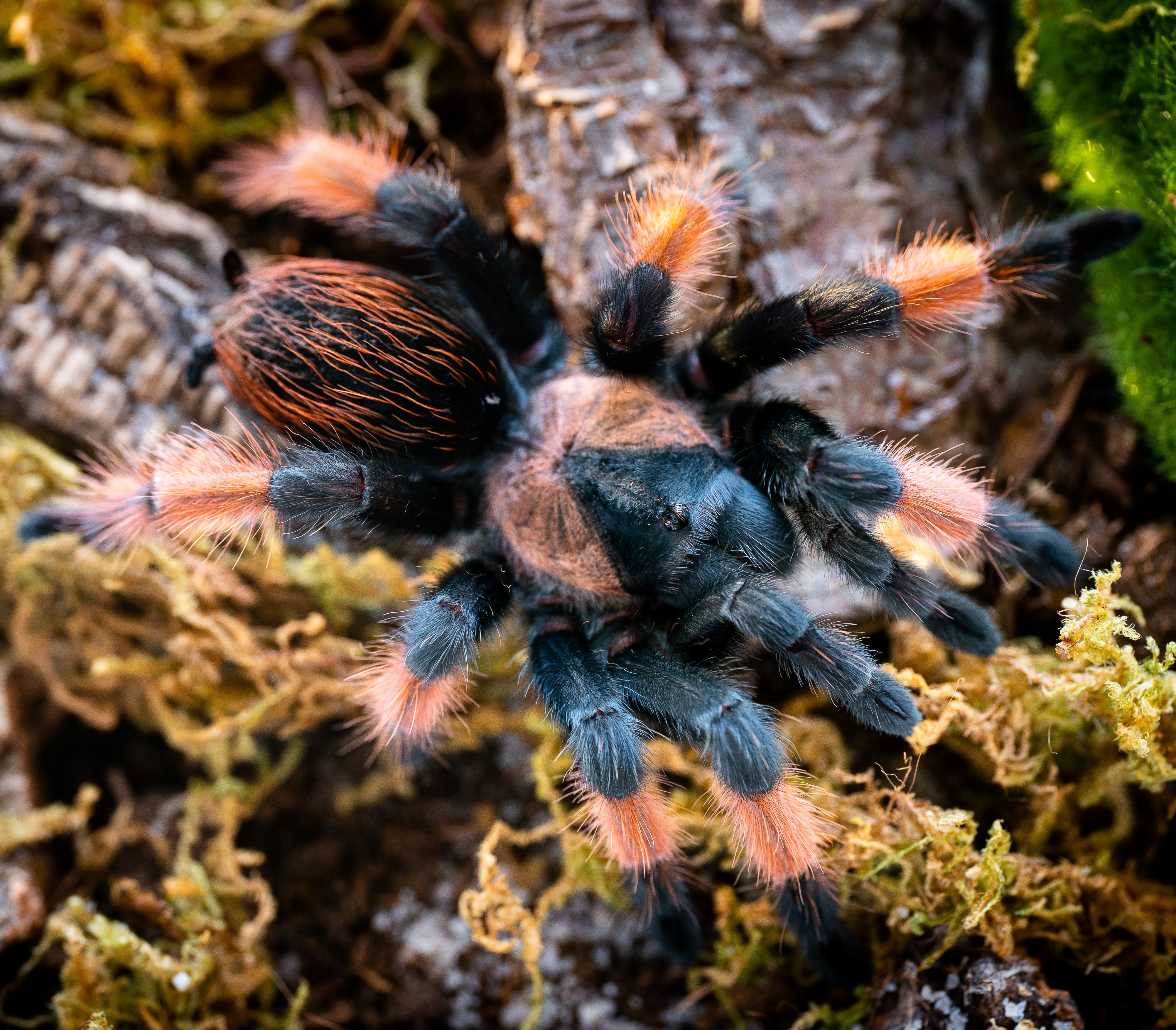 Brachypelma emilia (Mexican Painted Red-leg) Tarantula