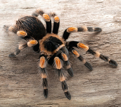 TERRESTRIAL GRAB N GO KIT: Brachypelma hamorii (Mexican Red-knee) 1.5"+