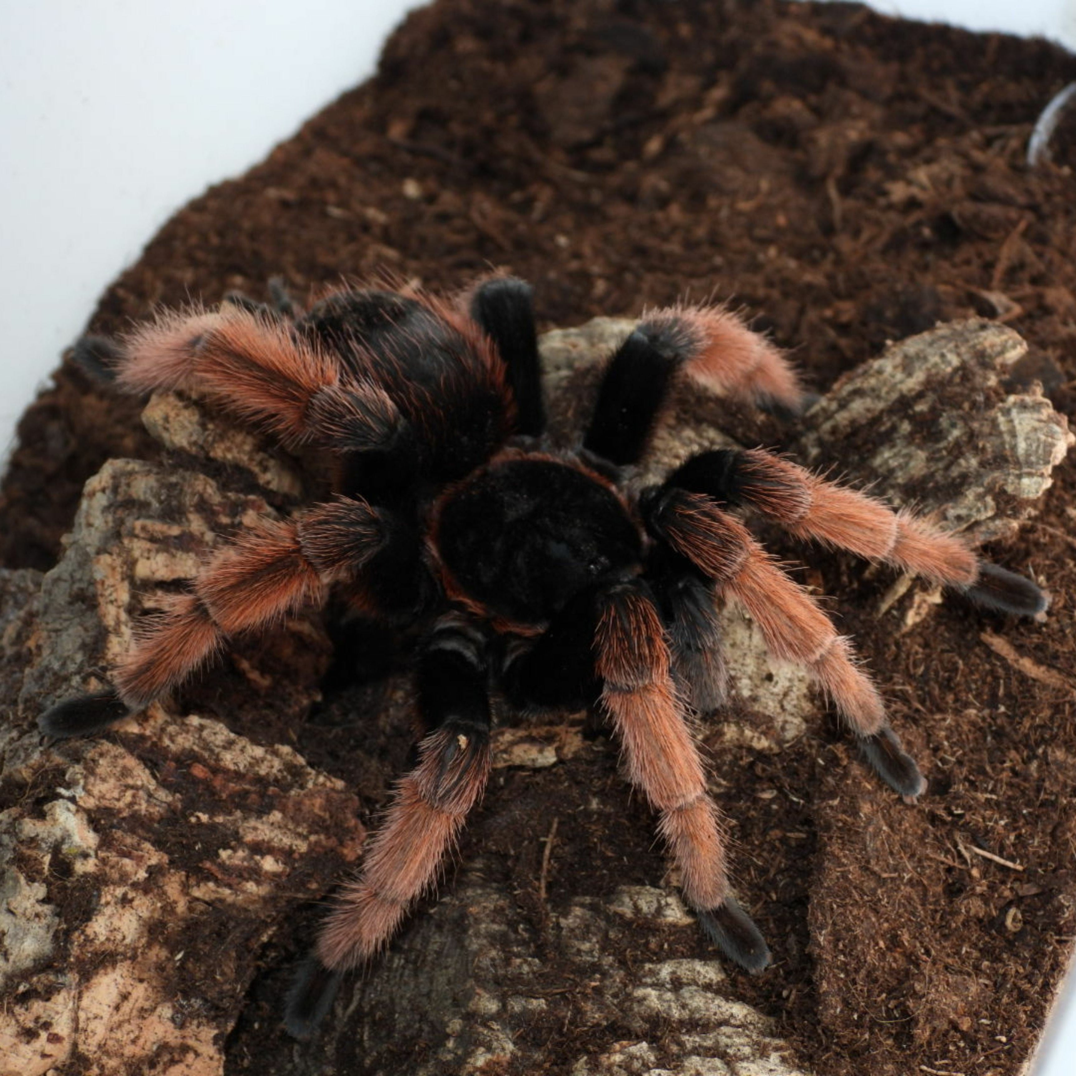 Brachypelma klaasi (Mexican Pink) 2" Bulk