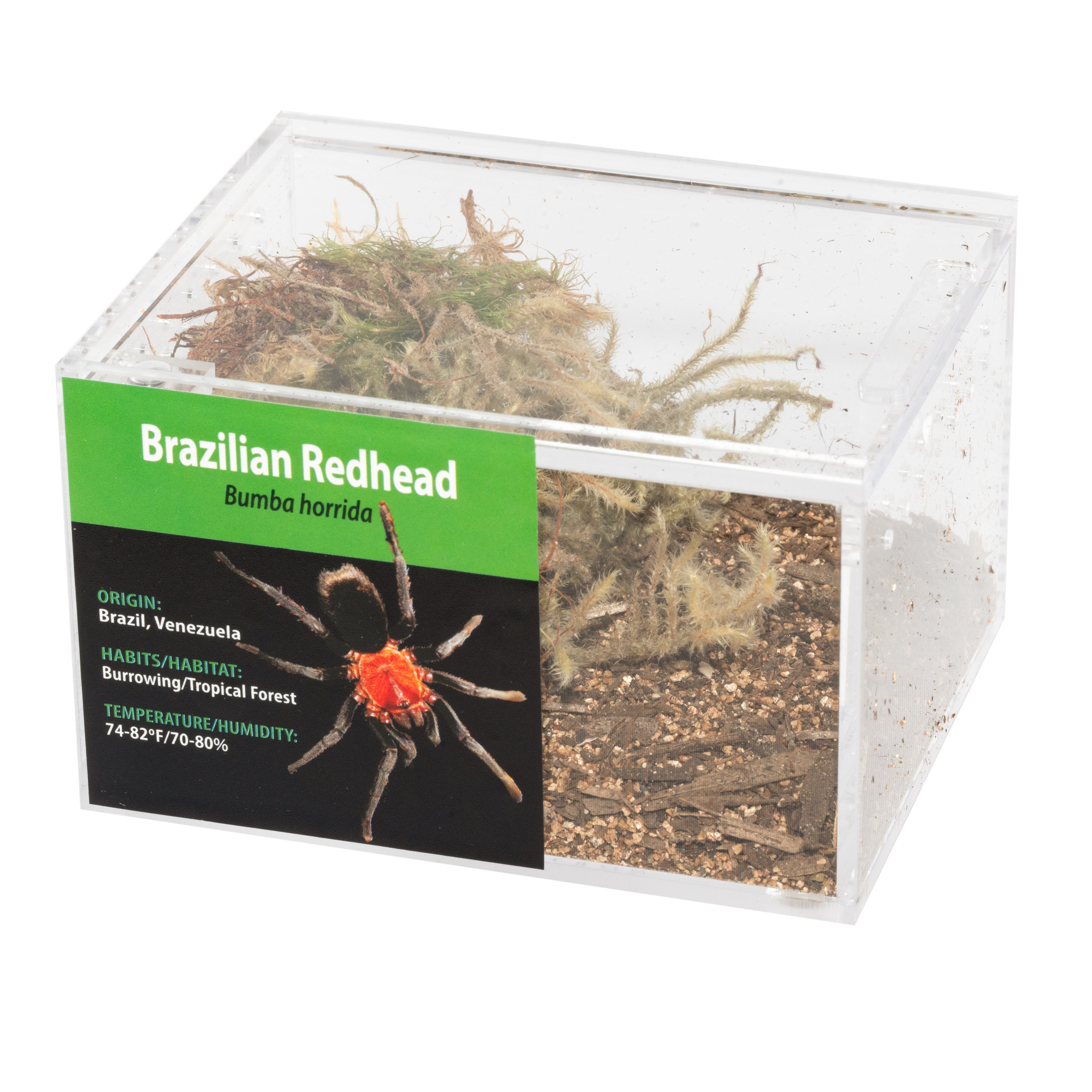 KIT GRAB N GO: Bumba horrida (Pelirroja Brasileña)