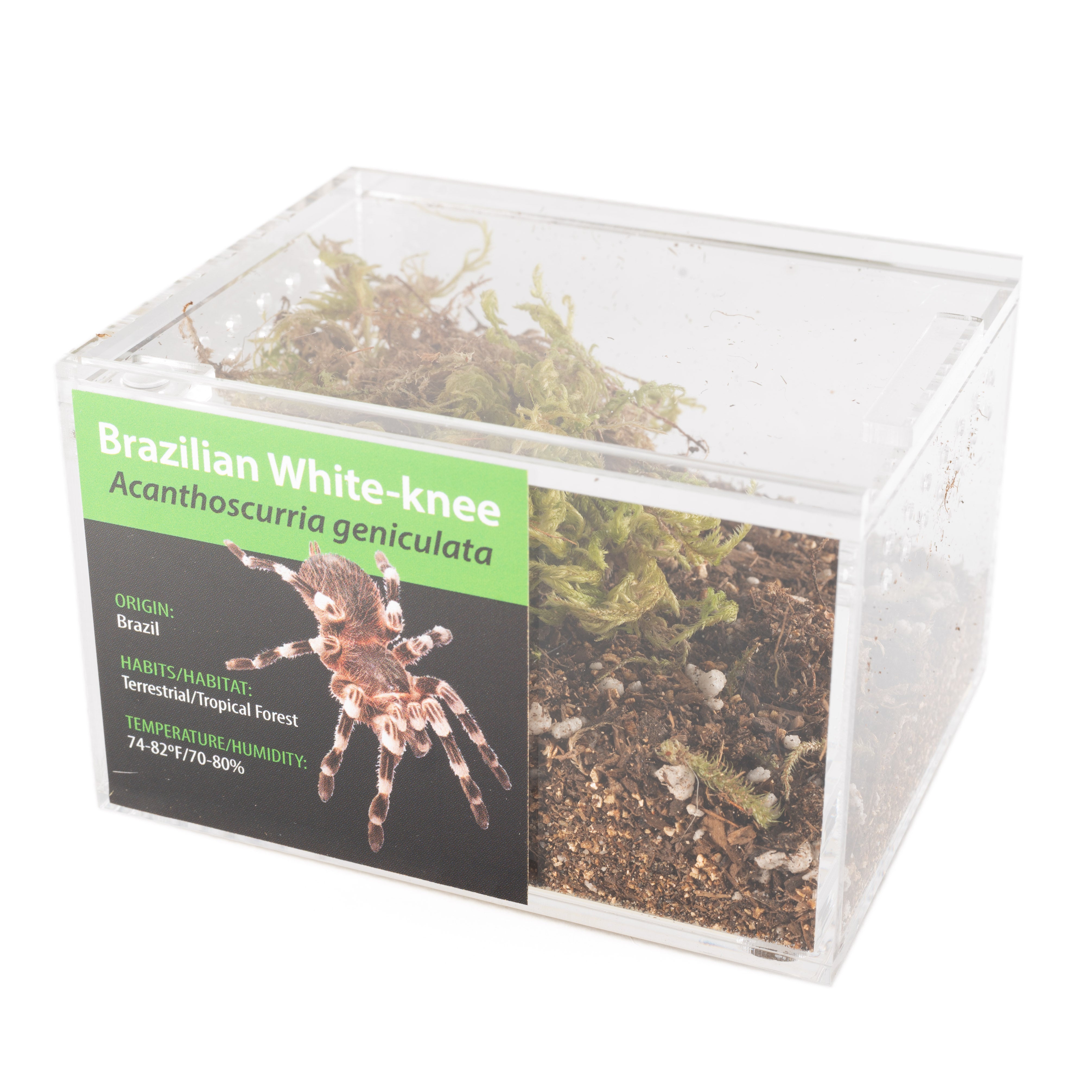 KIT GRAB N GO: Acanthoscurria geniculata (Whiteknee brasileña)