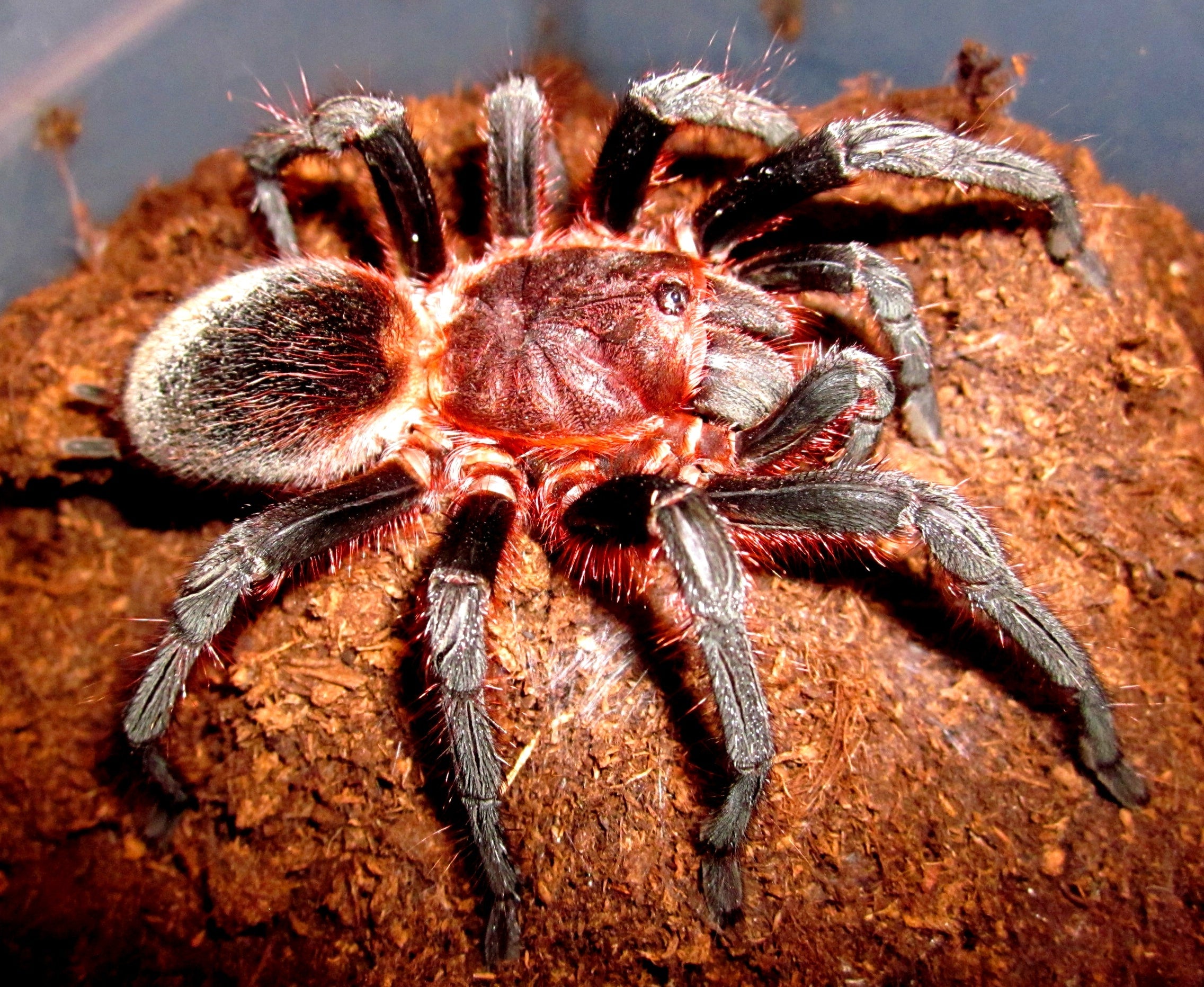 Bumba horrida (Pelirroja Brasileña) .5"