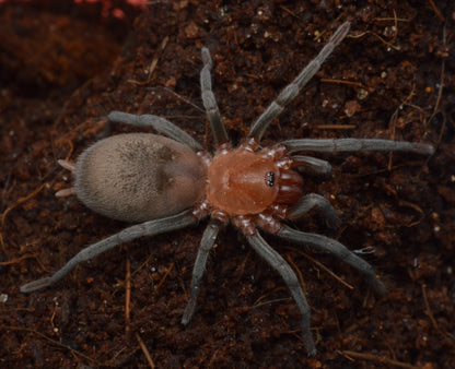 TERRESTRIAL GRAB N GO KIT: Bumba horrida (Brazilian Red-head) 1.5"+